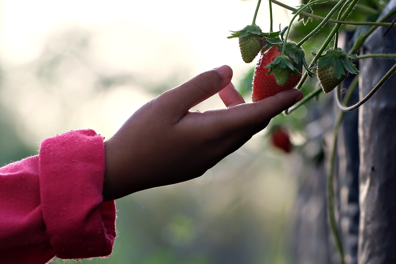 # Campagne PlanThealth4Life: la protection de la santé des plantes dans l'UE