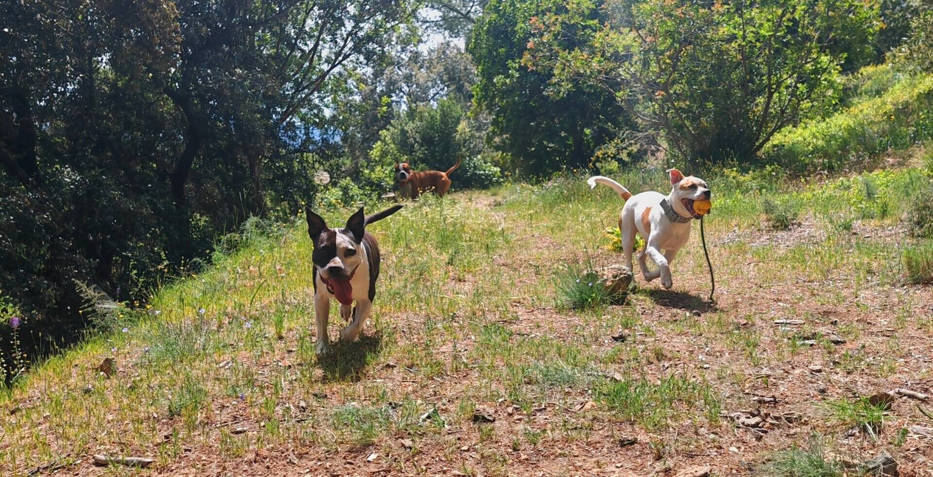 Une société toulonnaise va créer un centre aéré pour les chiens