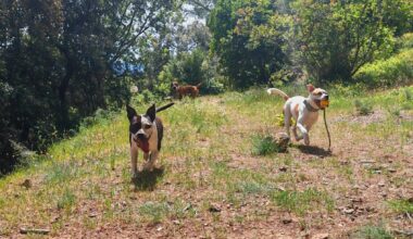 Une société toulonnaise va créer un centre aéré pour les chiens