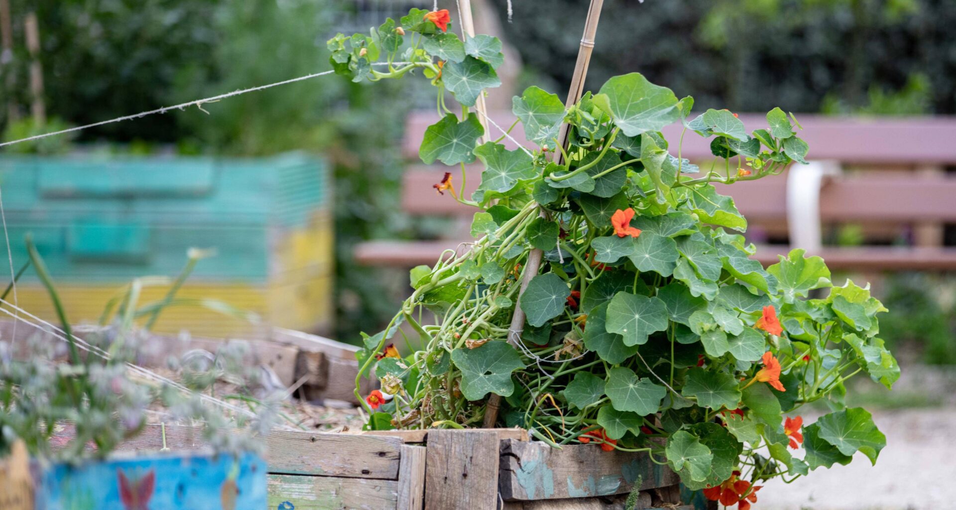 La ville de Toulon accueille les 48h de l’agriculture urbaine ce week-end: des activités gratuites et ouvertes à tous