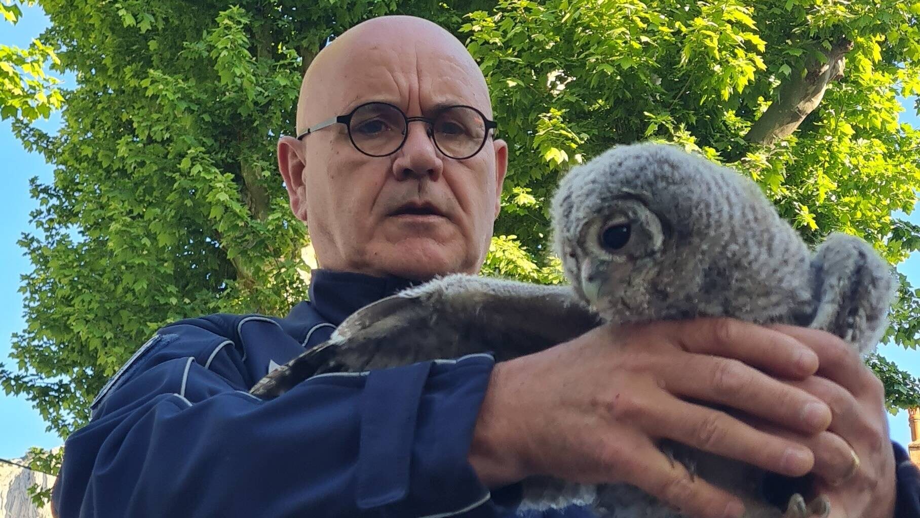 Un bébé chouette hulotte a créé l’animation au Revest