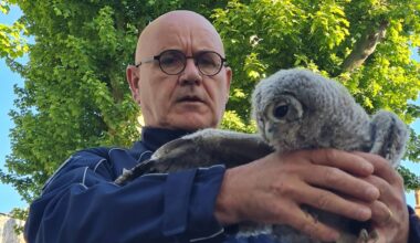 Un bébé chouette hulotte a créé l’animation au Revest
