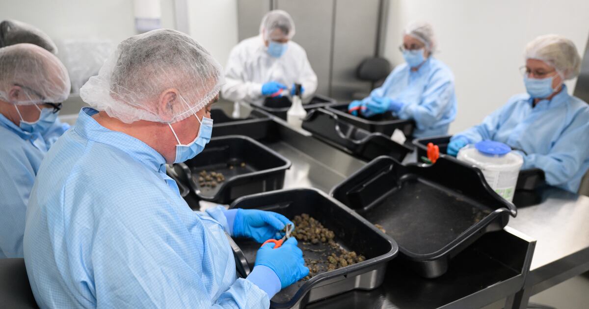Cannabis médical: en Allemagne, le boom d’un secteur en pleine croissance