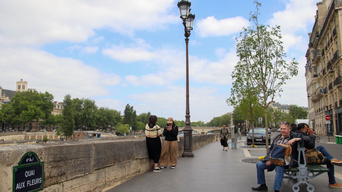 Paris : le quai aux Fleurs végétalisé, un début pour la « transformation » de l’Île de la Cité
