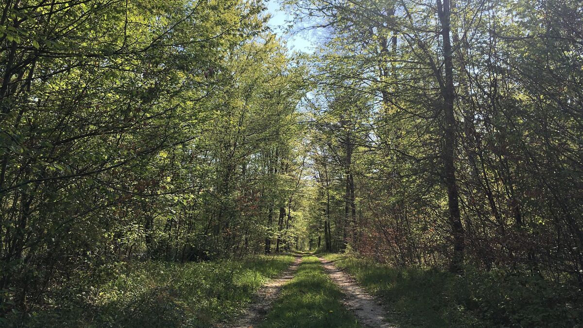 Meurthe-et-Moselle : un père condamné à 18 mois de prison avec sursis pour avoir tenté d’abandonner son enfant en forêt