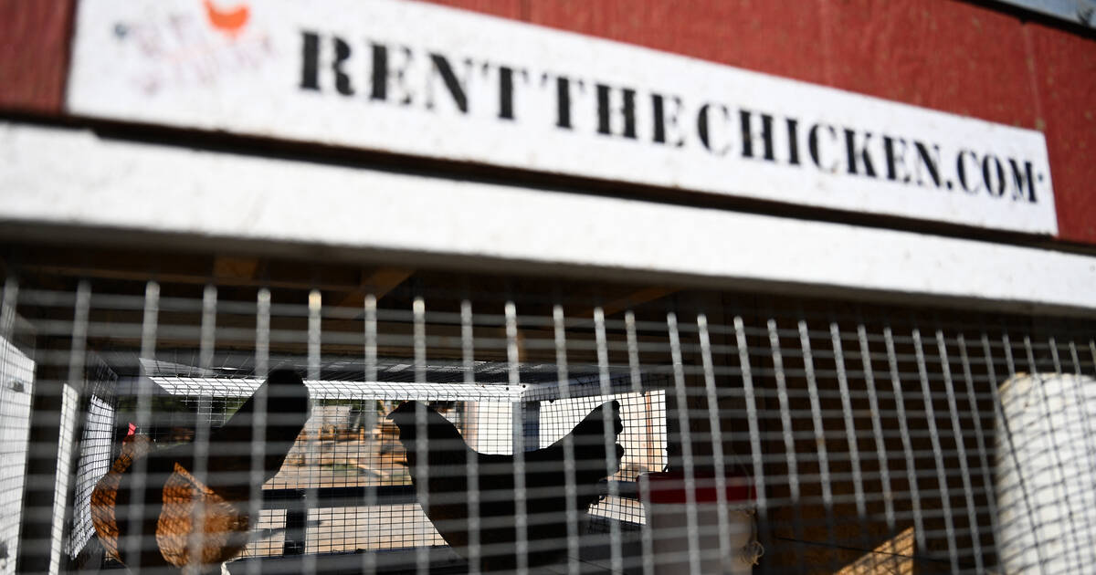 Aux Etats-Unis, la location de gallinacés, nouvelle poule aux œufs d’or face à l’inflation – Libération
