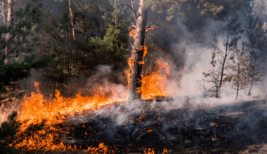 Afin de soutenir les services nationaux de lutte contre les incendies, environ 650 pompiers venus de 14 pays européens seront "stratégiquement positionnés dans des sites clés à haut risque" en France, en Grèce, au Portugal et en Espagne cet été - Crédits : Yelantsevv / iStock
