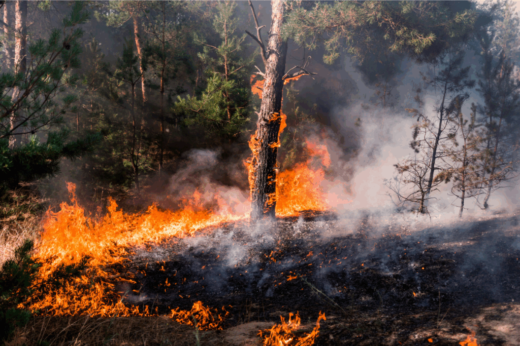 Afin de soutenir les services nationaux de lutte contre les incendies, environ 650 pompiers venus de 14 pays européens seront "stratégiquement positionnés dans des sites clés à haut risque" en France, en Grèce, au Portugal et en Espagne cet été - Crédits : Yelantsevv / iStock