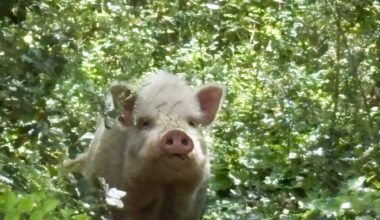 "Il faisait au moins 200 kilos!”: en balade dans son quartier, ce Varois filme un énorme sanglier blanc
