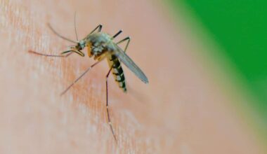 Le virus du Nil occidental détecté pour la première fois au Royaume-Uni