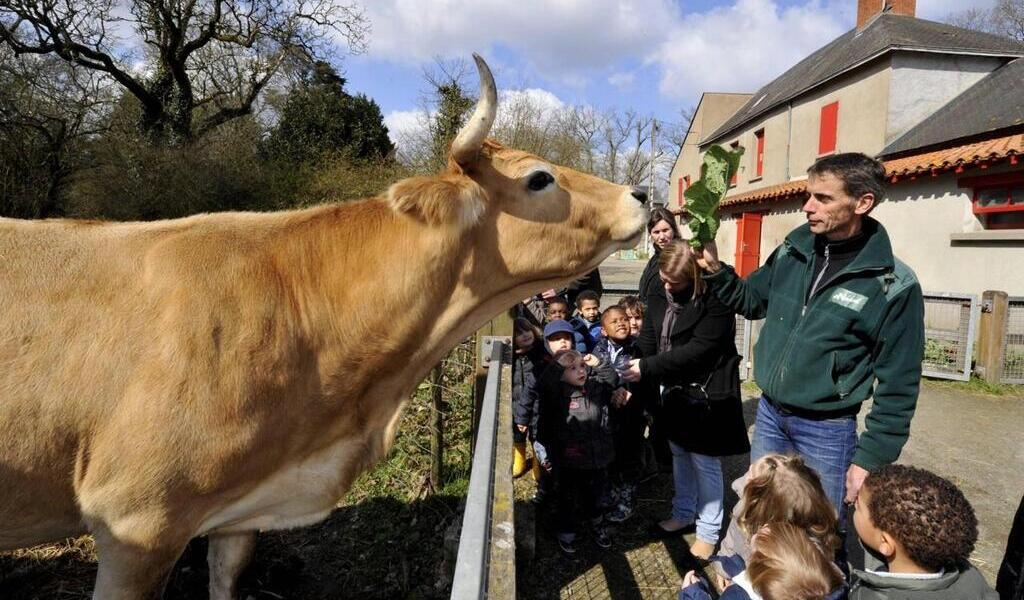 La ferme de la Chantrerie, îlot rural en terre urbaine, fête ses 40 ans à Nantes ce week-end