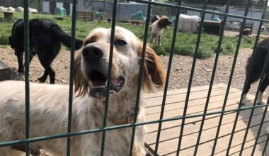 Des portes ouvertes au refuge de la SPA pour adopter un animal à Rennes