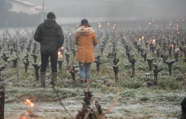 photo le gel du printemps 2021 avait durement frappé les vignes du vignoble du muscadet, qui avait perdu 65 à 70 du potentiel de récoltes.  ©  franck dubray / ouest-france