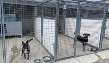 « Vous tuez des animaux ! » Mise en cause pour maltraitance, une fourrière près de Rennes se