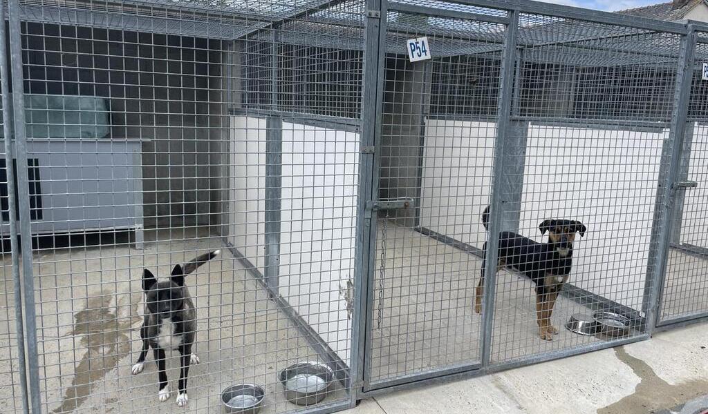 « Vous tuez des animaux ! » Mise en cause pour maltraitance, une fourrière près de Rennes se