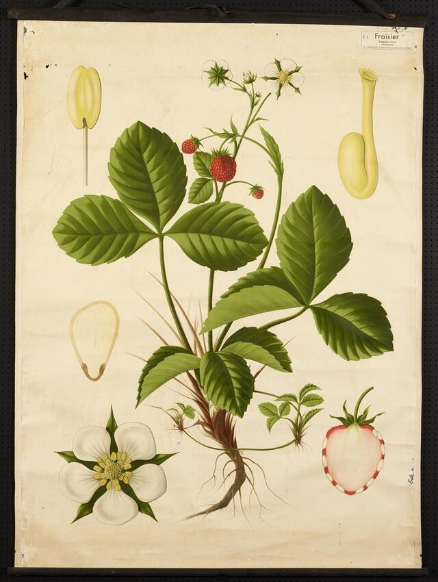 photo planche pédagogique représentant un fraisier, milieu du xxe siècle. collection écomusée de la bintinais.  ©  musée de bretagne