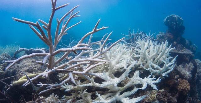 photo  des coraux blanchis sur la grande barrière de corail en australie.  ©  photo : the ocean agency / ocean image bank 