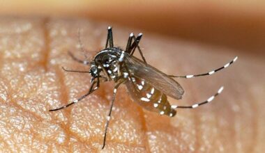 Chikungunya : le vaccin, développé par Valneva près de Nantes, suspendu pour les personnes