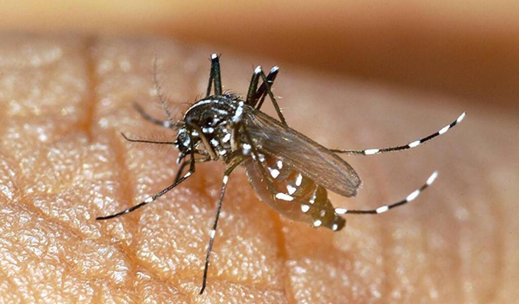 Chikungunya : le vaccin, développé par Valneva près de Nantes, suspendu pour les personnes