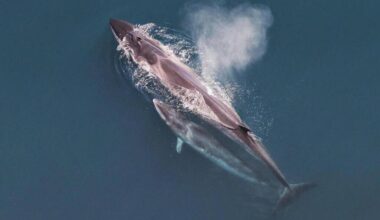 Plusieurs témoins croisent le chemin d’un rorqual près du port de Nice, une rencontre rare