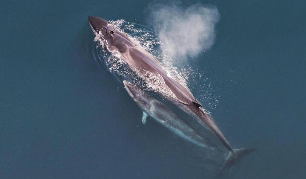 Plusieurs témoins croisent le chemin d’un rorqual près du port de Nice, une rencontre rare