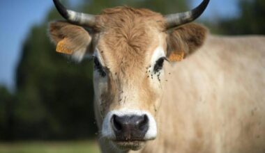 Agrobiodiversité animale : un prix national pour La Vache nantaise