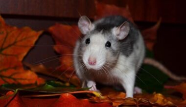 Les rats prolifèrent dans cette ville près de Nice, une femme a retrouvé « des crottes » sur