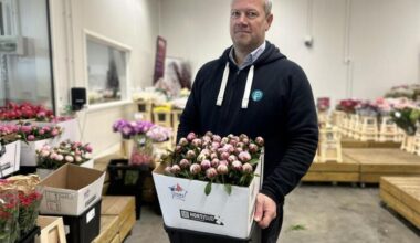 Grossiste recherche pivoines, fleur star de la fête des Mères
