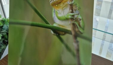 Biodiversité, papillons et balades : la nature en fête au sud de Nantes du 21 au 25 mai