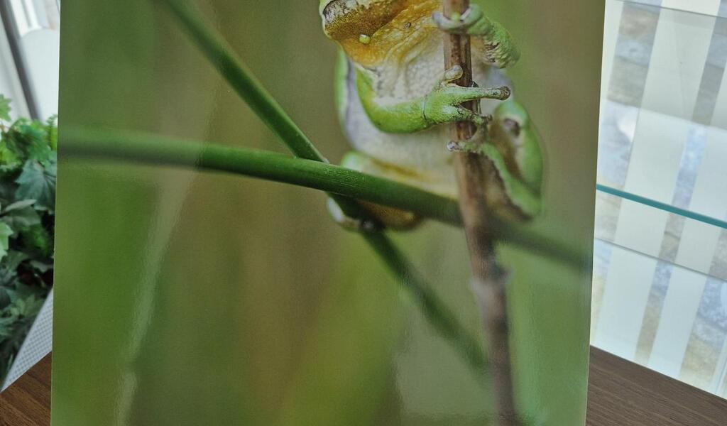 Biodiversité, papillons et balades : la nature en fête au sud de Nantes du 21 au 25 mai