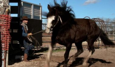 La Chapelle-sur-Erdre. Un pas de côté, un film sur le dressage des chevaux