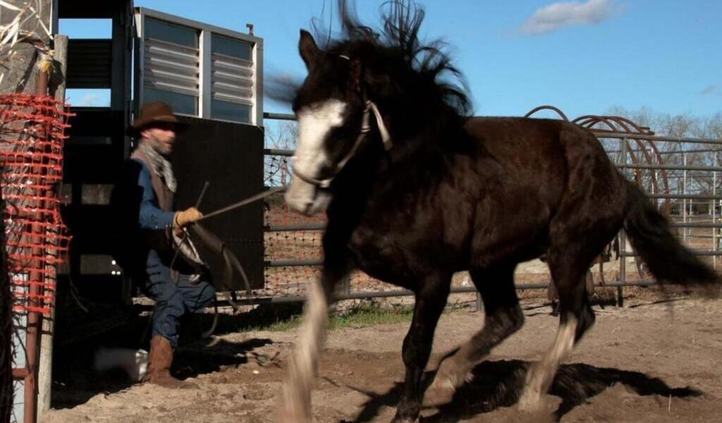 La Chapelle-sur-Erdre. Un pas de côté, un film sur le dressage des chevaux