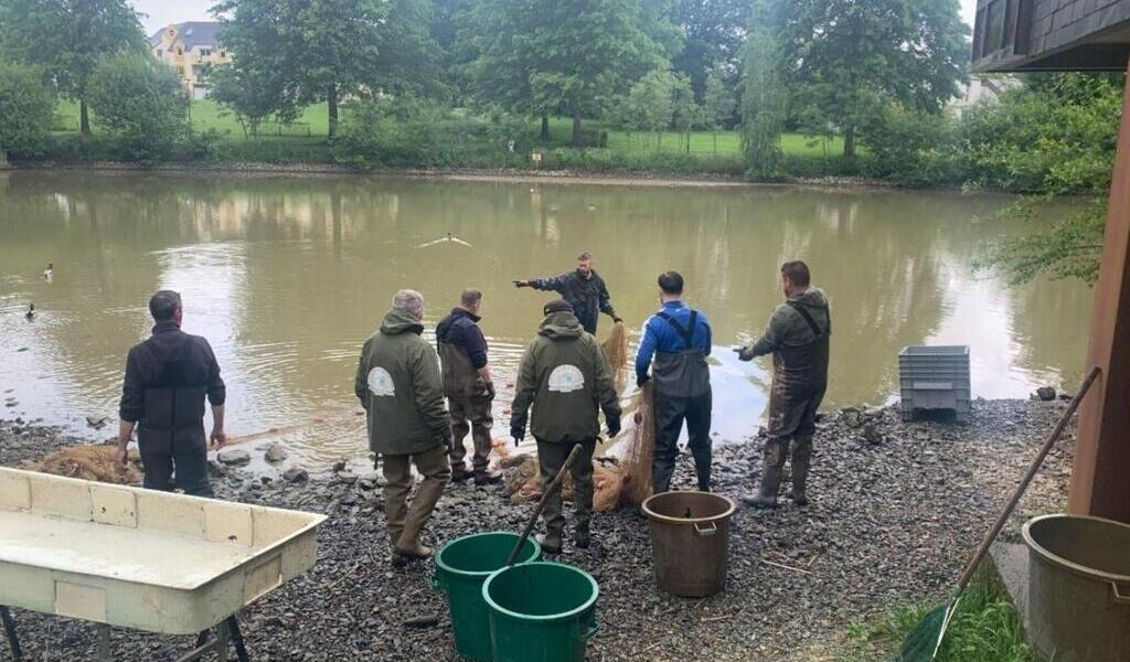 Alors que l’étang se vide, les pêcheurs à la rescousse des poissons
