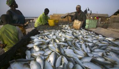 Pêche : Pourquoi l’Union européenne a interdit l'importation de poissons guinéens depuis 2007