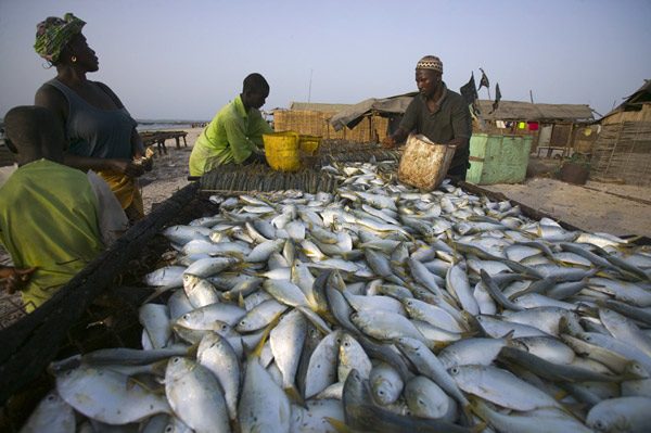 Pêche : Pourquoi l’Union européenne a interdit l'importation de poissons guinéens depuis 2007
