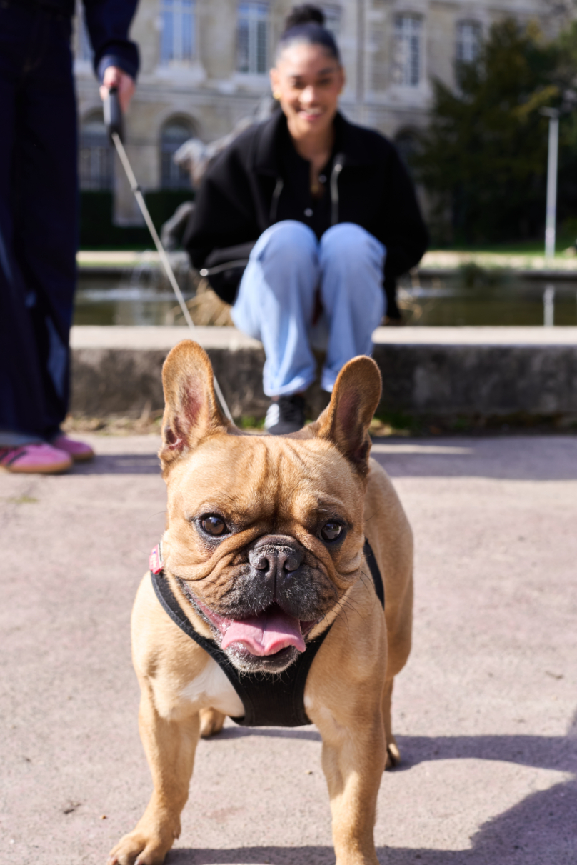 A Rouen, 31 parcs et jardins sont accessibles aux chiens en laisse.