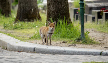 Chouette hulotte, pic épeiche, petit renard… La faune retrouvée du cimetière du Père-Lachaise – Libération