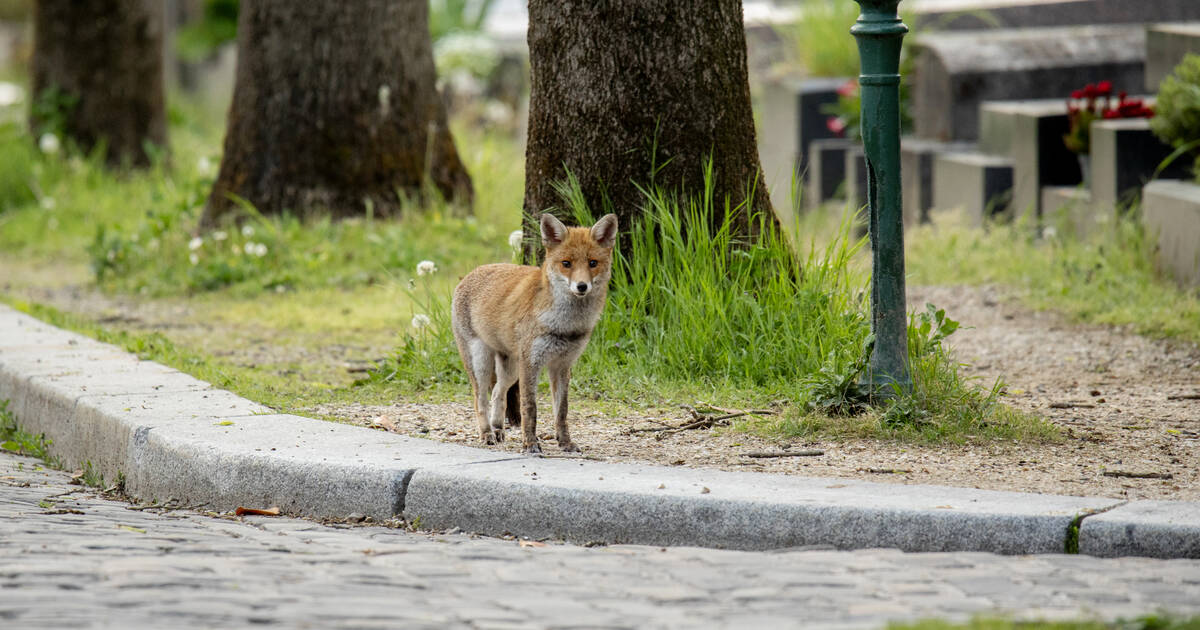 Chouette hulotte, pic épeiche, petit renard… La faune retrouvée du cimetière du Père-Lachaise – Libération
