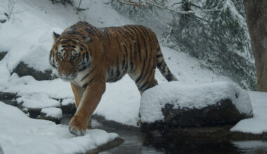 La Chine et la Russie lancent un laboratoire commun sur la conservation du tigre de Sibérie