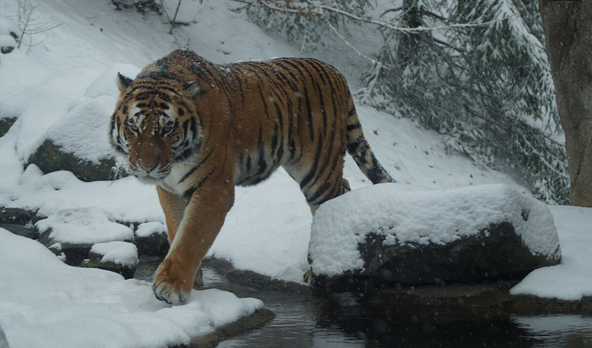 La Chine et la Russie lancent un laboratoire commun sur la conservation du tigre de Sibérie