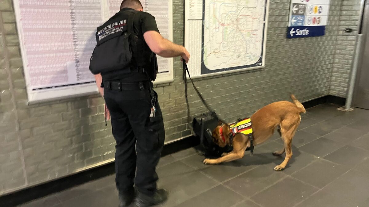 Bagages oubliés dans le métro : comment les chiens de la brigade cynotechnique font gagner de précieuses minutes