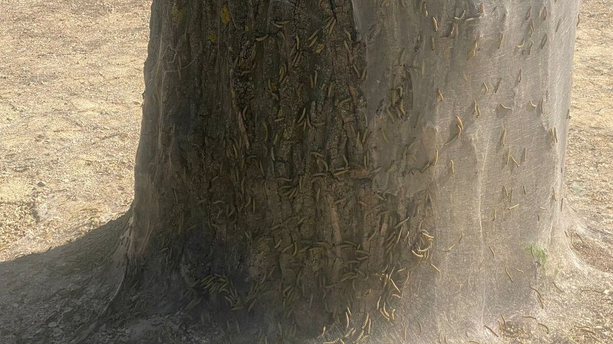 À Paris, les chenilles tisseuses de toiles envahissent un parc « comme dans un film de Tim Burton »