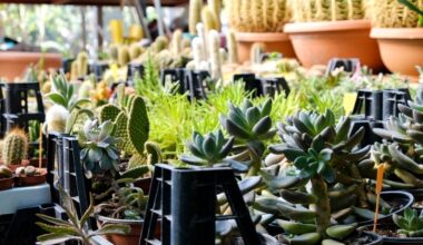 profitez d'une vente éphémère de plantes de saison à des prix doux