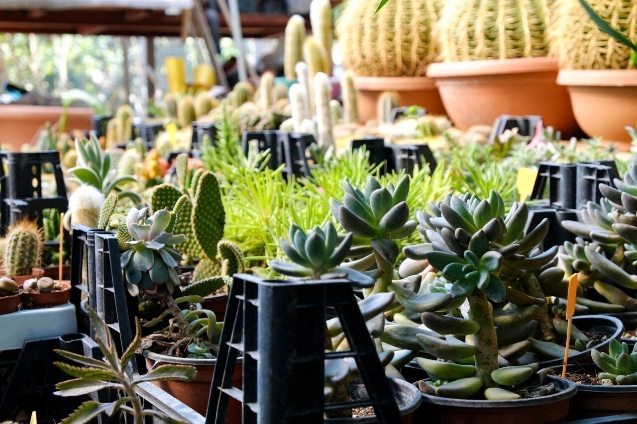 profitez d'une vente éphémère de plantes de saison à des prix doux