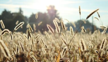 Vague de pollen en Moselle : les recommandations à suivre