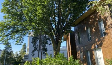 Sur les Hauts de Rouen, il se bat pour sauver un arbre centenaire qui « fait partie du paysage »