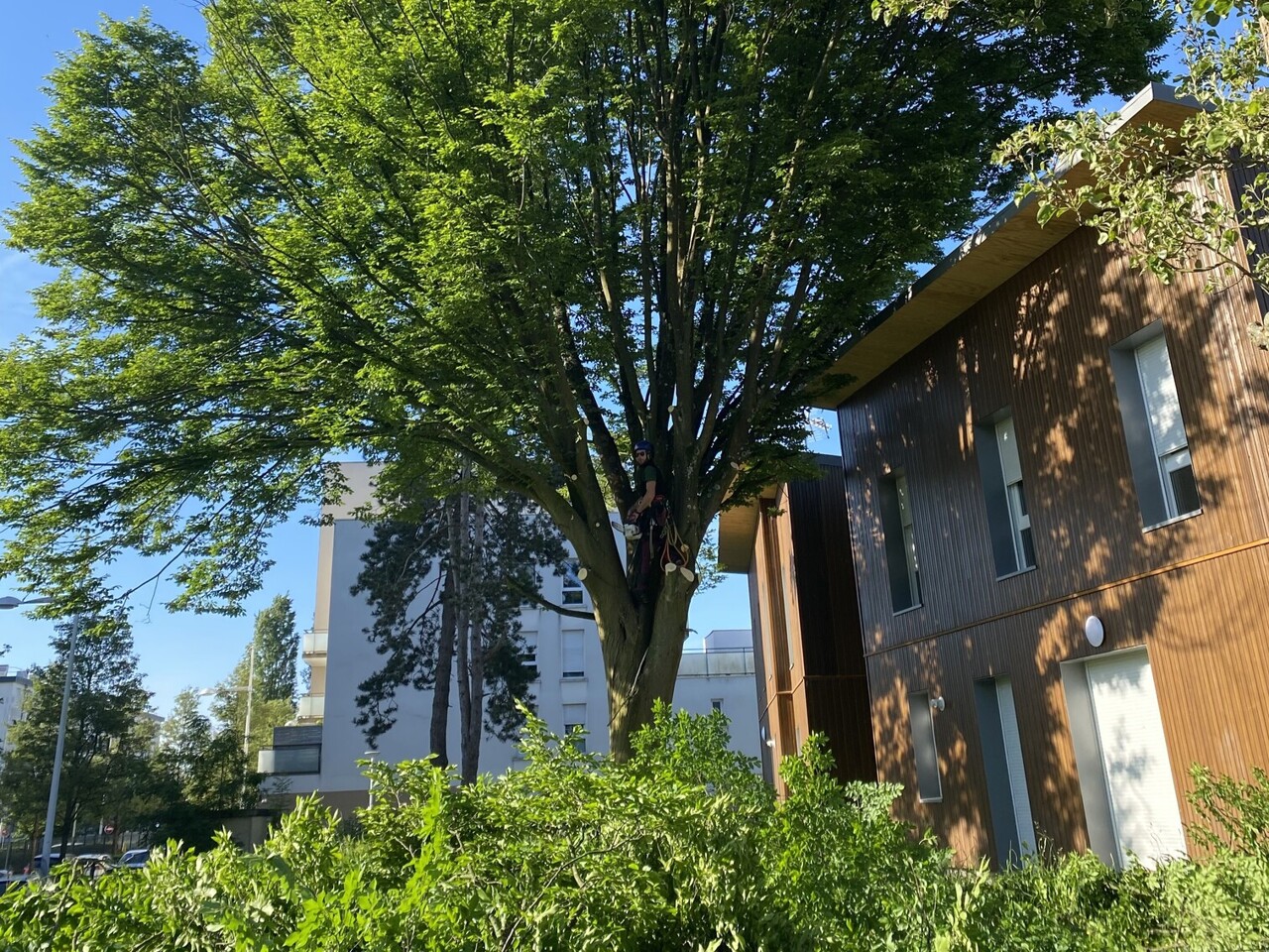 Sur les Hauts de Rouen, il se bat pour sauver un arbre centenaire qui « fait partie du paysage »