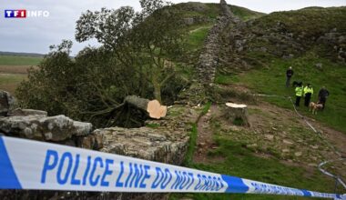 Royaume-Uni : deux hommes reconnus coupables d'avoir abattu un arbre emblématique