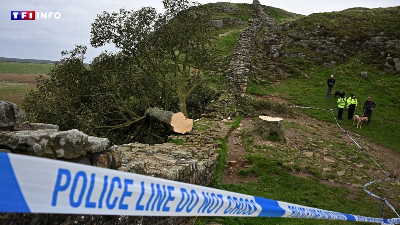 Royaume-Uni : deux hommes reconnus coupables d'avoir abattu un arbre emblématique