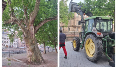 pourquoi cet arbre remarquable va se faire tirer par un tracteur situé de l'autre côté du quai